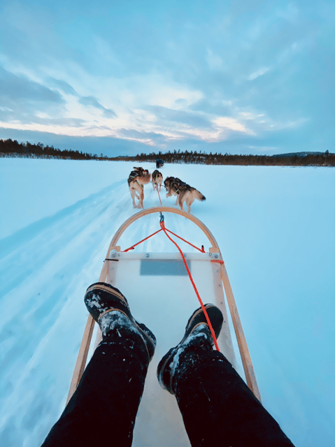 Saariselkä: Husky Safari with kennel visit - Key Points