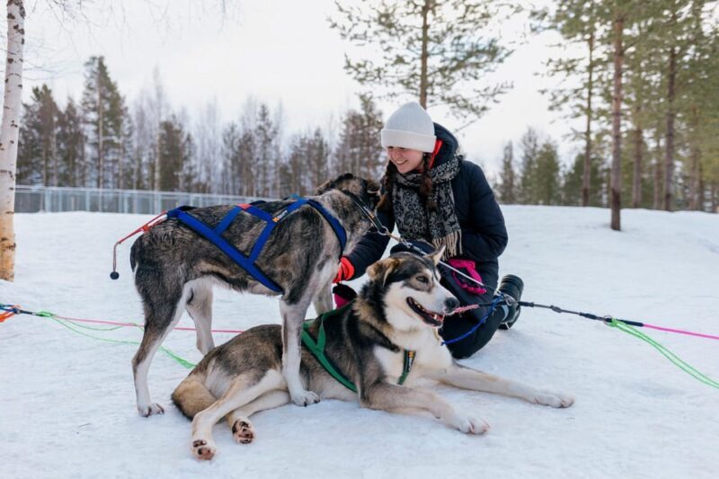 Saariselkä: Husky Safari with kennel visit - Who Will Love This Experience?