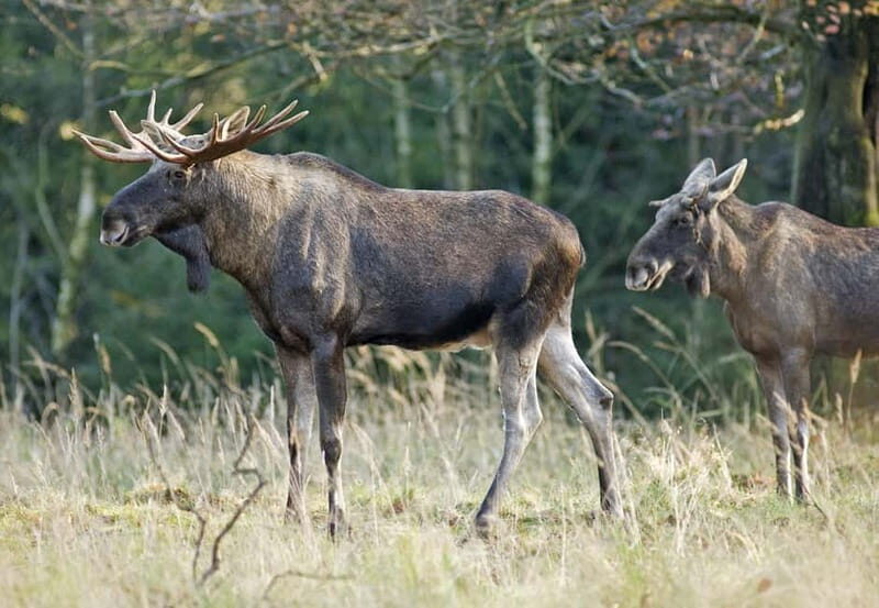 Saariselka: Moose Safari in Inari  Saariselkä - Key Points