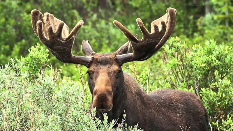 Saariselka: Moose Safari in Inari  Saariselkä - An In-Depth Look at the Moose Safari Experience