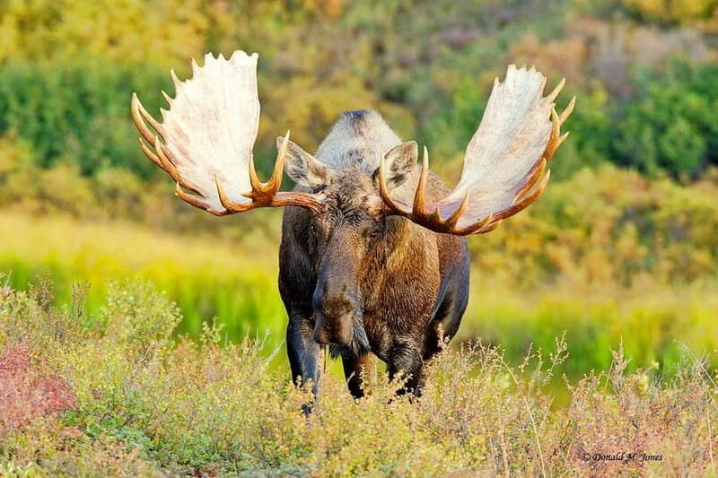 Saariselka: Moose Safari in Inari  Saariselkä - Final Thoughts