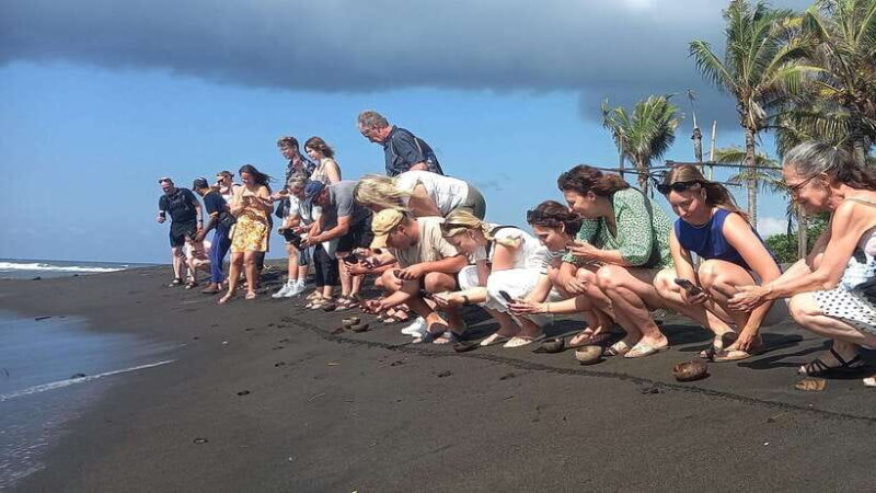 Saba Beach: Horse Riding & Turtle Release Experience - Key Points