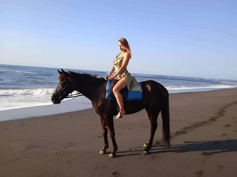 Saba Beach: Horse Riding & Turtle Release Experience - A Full Breakdown of the Tour Experience