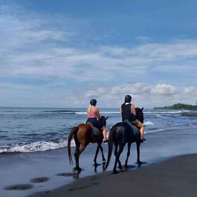 Saba Beach: Horse Riding & Turtle Release Experience - The Authentic Experience: What Travelers Say