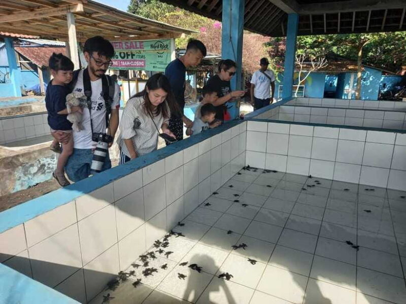 Saba Beach: Horse Riding & Turtle Release Experience - FAQ