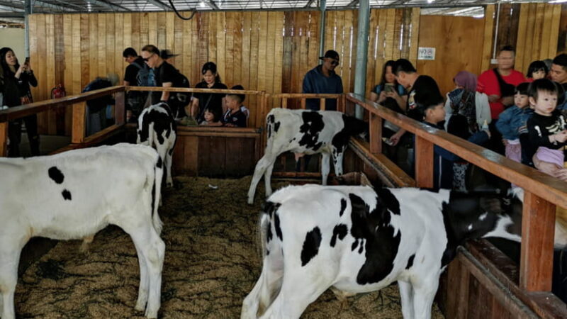 Sabah: Kundasang Nature Day Tour - Who Is This Tour Best For?