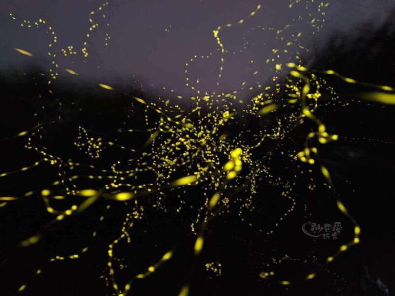 Sabah: Mangrove Fireflies, and Sky Mirror Dream Beach Tour - What Makes This Tour Stand Out
