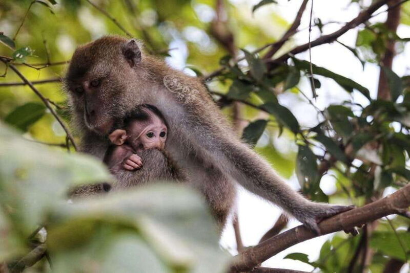 Sabah: Mangrove Fireflies, and Sky Mirror Dream Beach Tour - FAQ