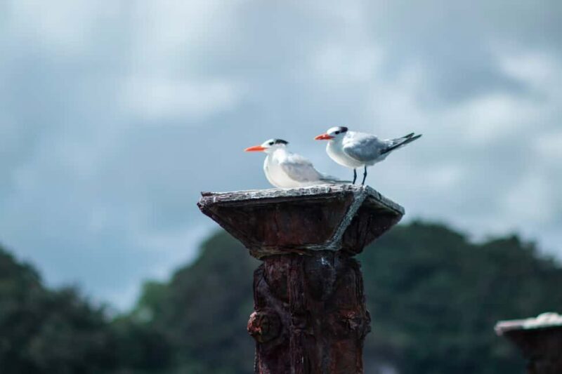 Sabana de la Mar: Los Haitises Guided Hike and Kayaking - FAQ