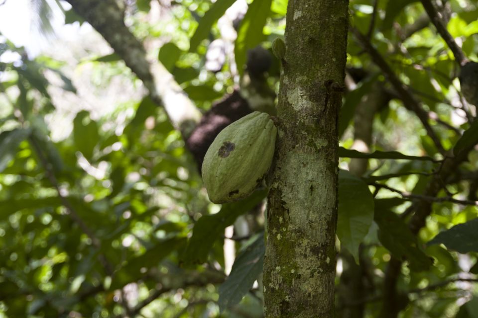 Sabana De La Mar: the Los Haitises Park Bird-Watching Tour - Park Regulations