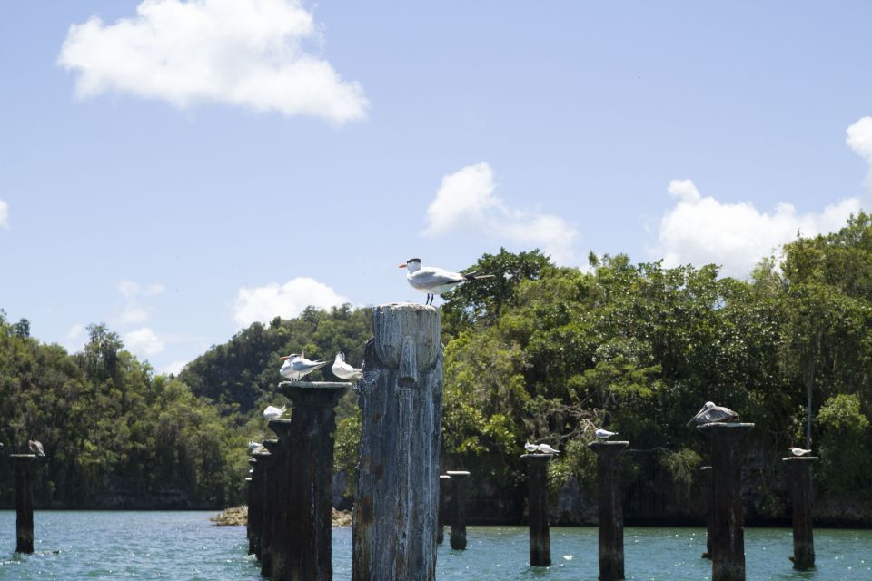 Sabana De La Mar: the Los Haitises Park Bird-Watching Tour - Frequently Asked Questions