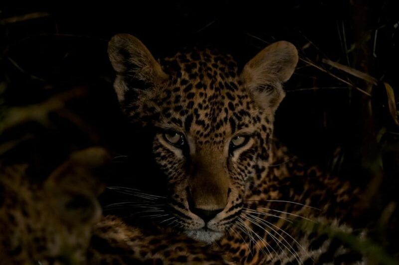 Sabie Game Reserve: Sunset Safari with Sundowners - Key Points