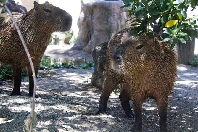 Sacramento Zoo General Admission Ticket - Frequently Asked Questions