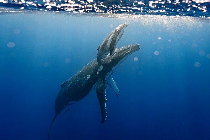 Sacred Experience Swimming with a Whale in Moorea - A Deep Dive Into the Moorea Whale Swim Experience