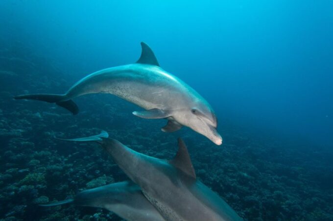 Safaga: Dolphin Watching Boat Tour With Private Transfer - The Sum Up