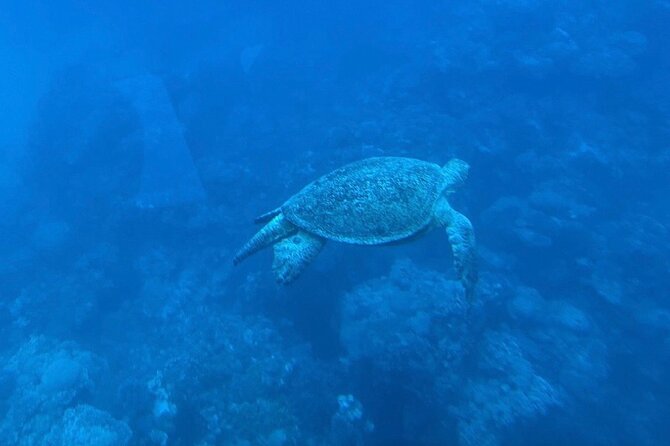 Safaga & Makadi Bay: Royal Seascope Submarine Cruise With Pickup - Guest Reviews