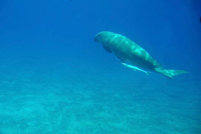 Safaga & Makadi Bay: Royal Seascope Submarine Cruise With Pickup - Accessibility Features