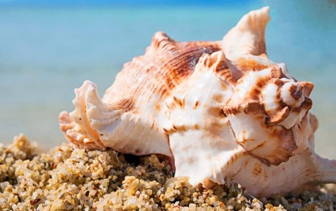 Safaga: Snorkel, Dive, Parasail & Orange Island W/ Lunch - Nearby Attractions in Safaga