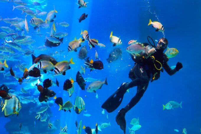 Safaga: Snorkel, Dive, Parasail & Orange Island W/ Lunch - Frequently Asked Questions