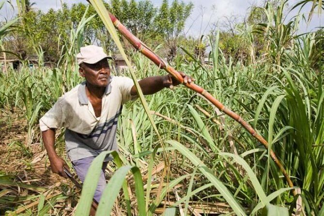 Safari Adventure - Full Day - From Punta Cana - Practical Tips for Participants