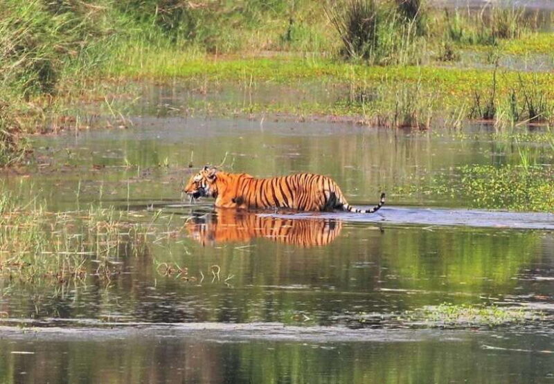 Safari Adventure in Bardia 3D/2N - Exploring Bardia National Park: Nature and Culture in Harmony