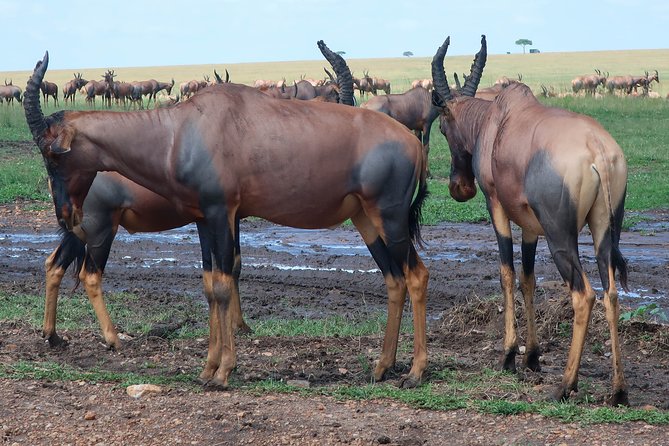 Safari And Beach Vacations - Essential Packing List