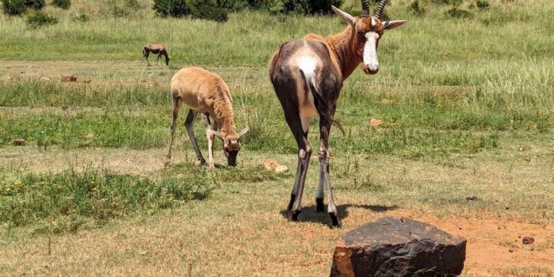 Safari and Lion Park / Cradle of Humakind, Maropeng Museum - Admission Fees