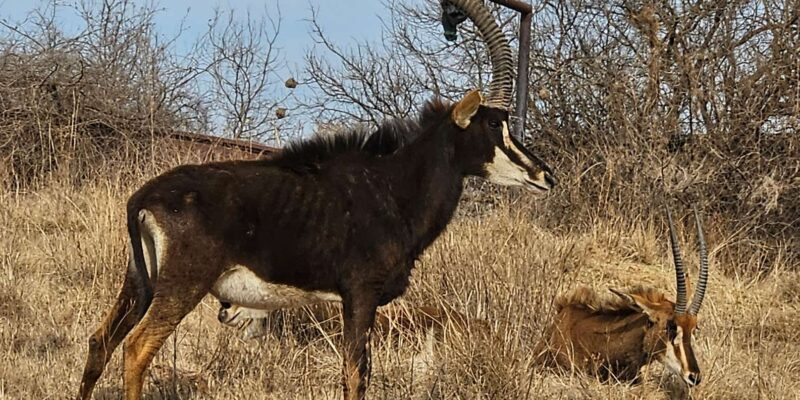 Safari and Lion Park / Cradle of Humakind, Maropeng Museum - Heritage Site and History