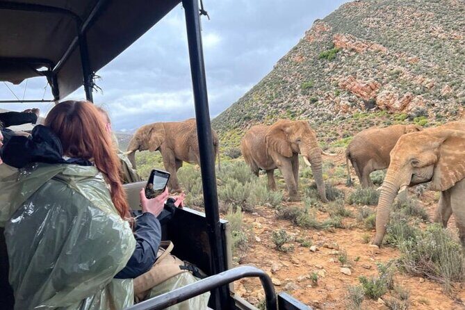 SAFARI Aquila Game Reserve - Round trip + Lunch incl. (Cape Town) - What Makes This Tour Stand Out?