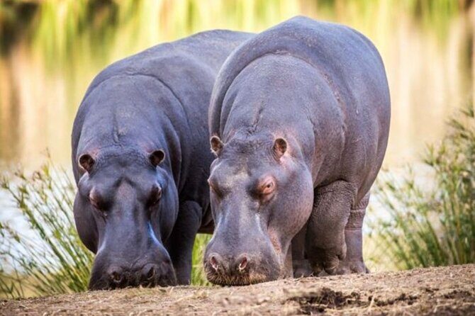 SAFARI Aquila Game Reserve - Round trip + Lunch incl. (Cape Town) - Frequently Asked Questions