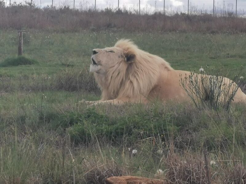 Safari at Lion and Rhino Park / Lesedi Culture Village - Good To Know
