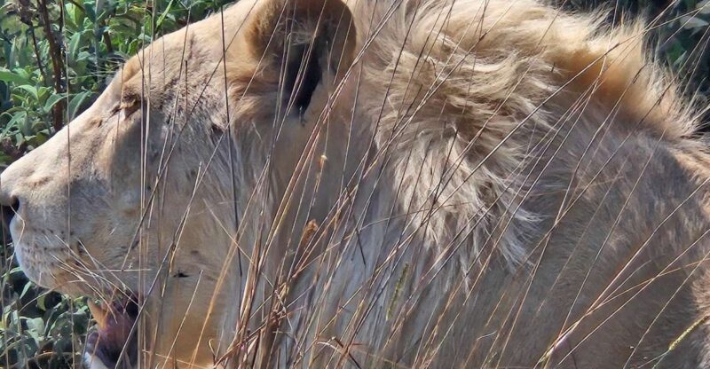 Safari at Lion and Rhino Park / Lesedi Culture Village - Itinerary and Experience