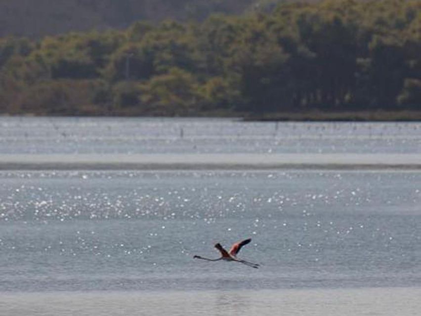 Safari & Birdwatching in Vjosa-Narta Protected Landscape - Wildlife Spotting Tips