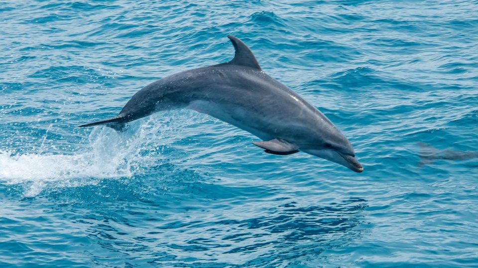 Safari & Boat Tour-Mountains & Dolphins - Swimming Opportunities