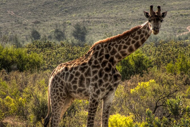 Safari Cycle and !Khwa Ttu San Heritage Experience - Frequently Asked Questions