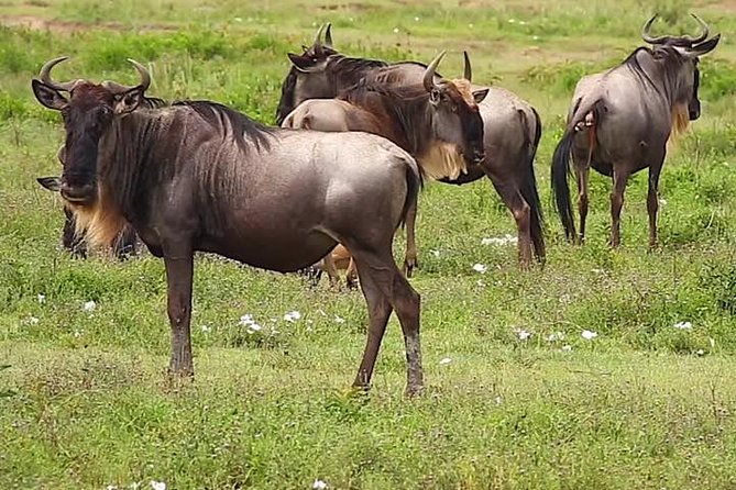 Safari Experience at Rhino & Lion Park - Transportation and Accessibility