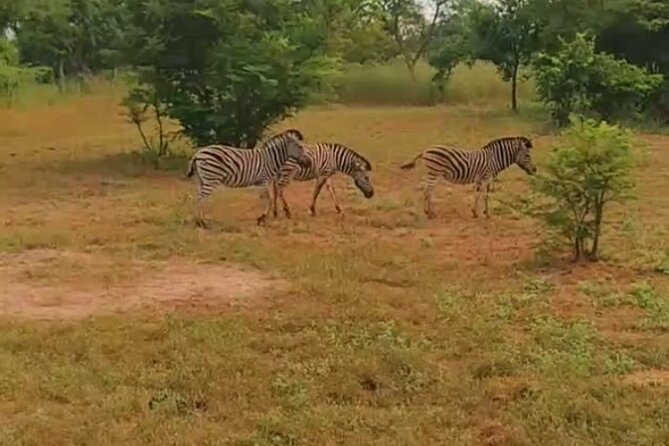 Safari Game Park - Tour Highlights and Experiences