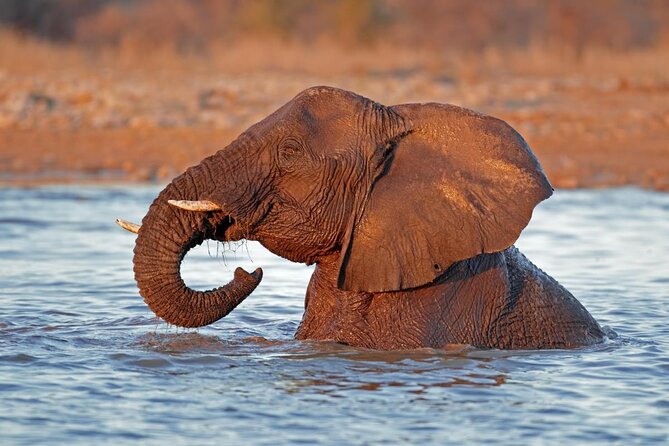 Safari in Etosha National Park With Professional Tour Guides Born in Etosha. - Booking Tips for Safari