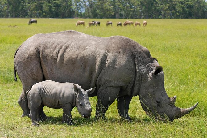 Safari in Nairobi Kenya National Park Half Day Tour - Good To Know