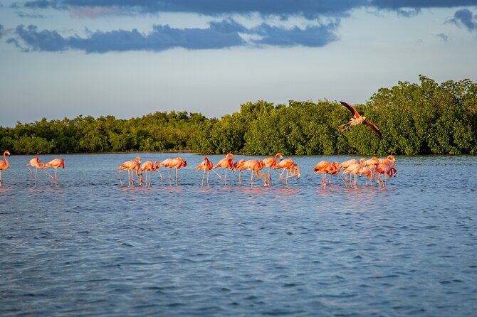 Safari in Rio Lagartos, Coloradas and Mayan Bath - Who Will Love This Tour?