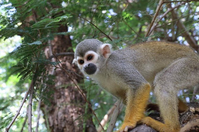 Safari Pilanesberg Nature Reserve & Monkey Sanctuary - Pilanesberg Nature Reserve