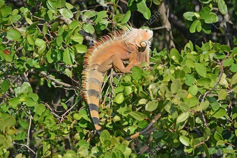SAFARI THROUGH THE MANGROVES IN VENTANILLA OAXACA - Key Points