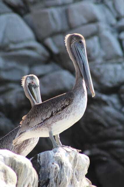 SAFARI THROUGH THE MANGROVES IN VENTANILLA OAXACA - Practical Tips for Travelers