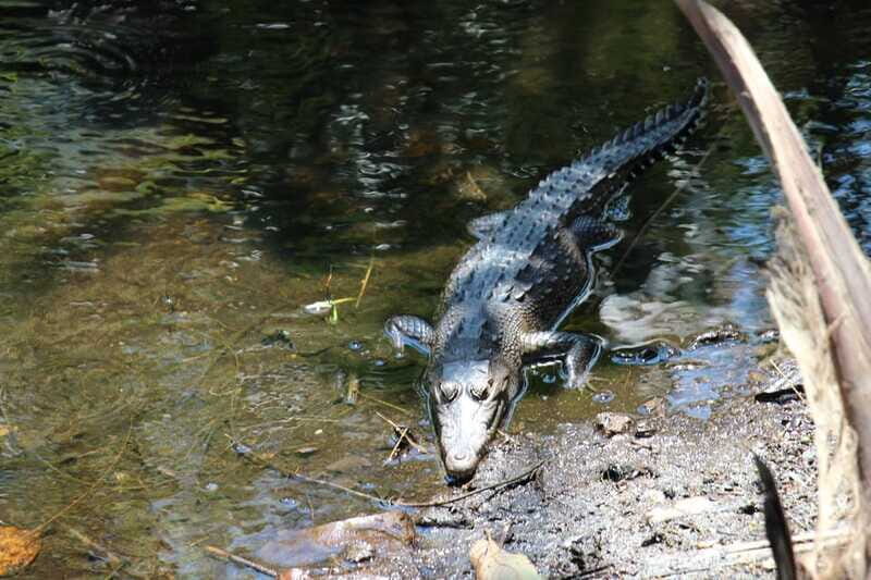 SAFARI THROUGH THE MANGROVES IN VENTANILLA OAXACA - Who Will Love This Tour?