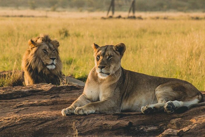 Safari to Mikumi National Park From Zanzibar Private Tour - Key Points