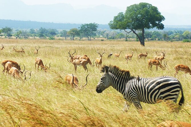 Safari to Mikumi National Park From Zanzibar Private Tour - Inclusions and Transportation