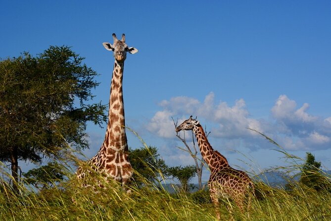 Safari to Mikumi National Park From Zanzibar Private Tour - Health and Safety Guidelines