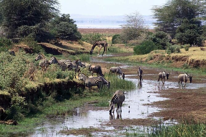 Safari to Mikumi National Park From Zanzibar Private Tour - Customer Experiences and Reviews