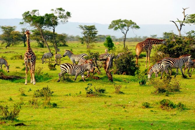 Safari to Mikumi National Park From Zanzibar Private Tour - Tips for a Successful Safari