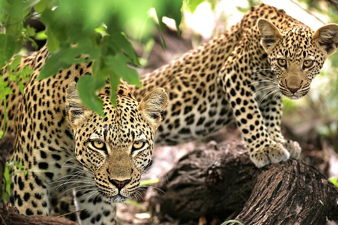 Safari to Mikumi National Park From Zanzibar Private Tour - Frequently Asked Questions